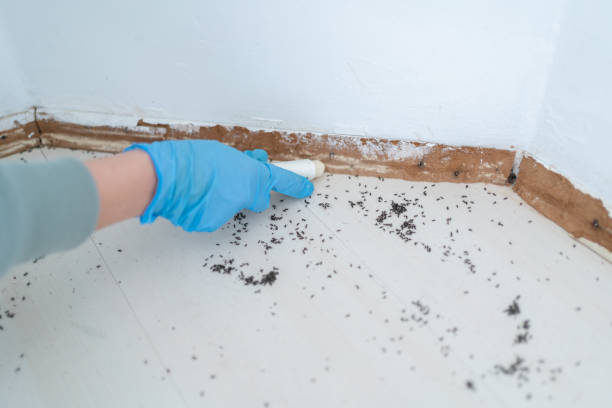 Best Pest Prevention Services  in Palm Valley, TX